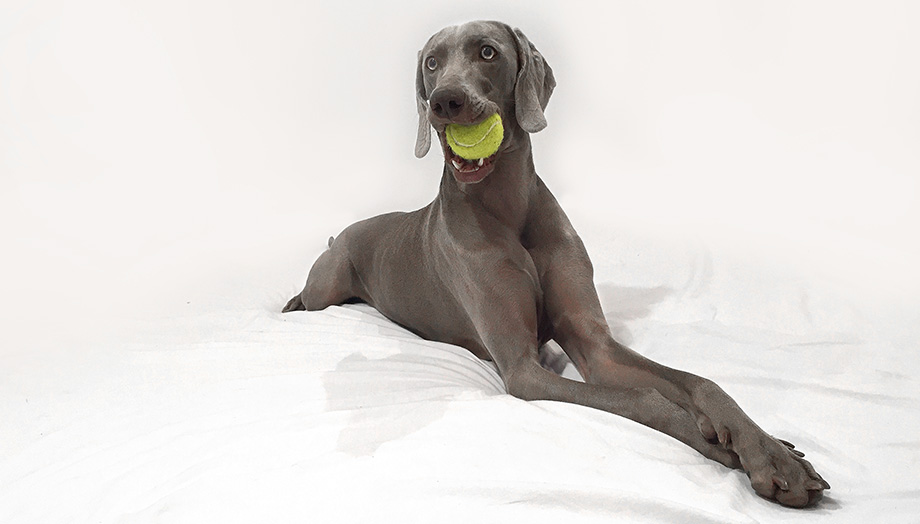 dog grooming Guildford