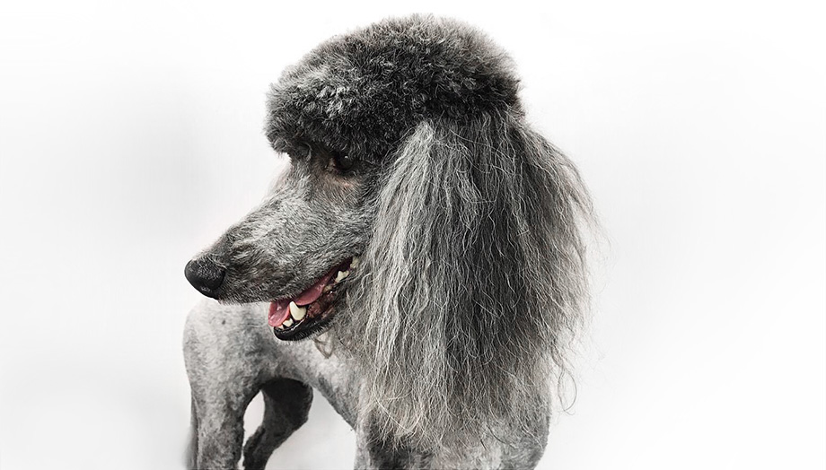 dog groomer Guildford